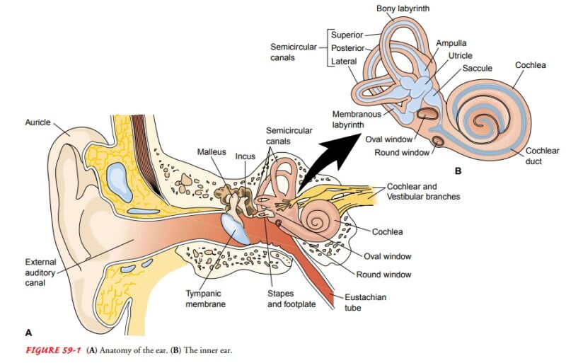 The inner ear - Do Re Mi for Kids Inc.